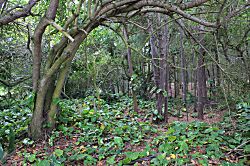 Turtle Bay Condo Unit 99