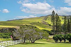 Red 'Ohana 3BD, Waimea, Hawaii - Miscellaneous
