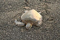 Kona Surf & Racquet Club Townhouse 196