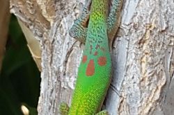 Kona Surf & Racquet Club Townhouse 196