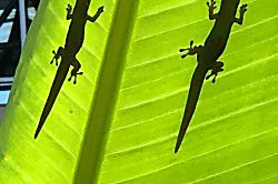 Kihei Kai Nani #245, Bldg. 11