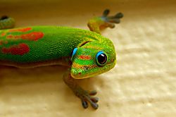 Kona Surf Racquet Club Townhouse 195