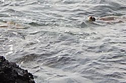 Kona Surf Racquet Club Townhouse 195