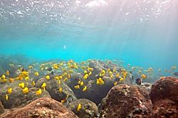 Kona Surf Racquet Club Townhouse 195