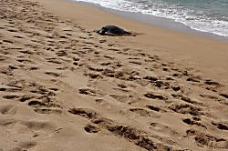 Kuleana Resort Vacation Rental