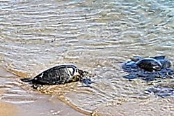 Kuleana Resort Vacation Rental