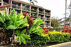 Maui Vista 1 Ocean View Condo