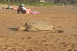 Maui Vista 1 Ocean View Condo