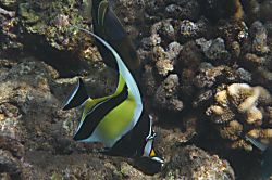 Napili Shores D131