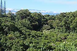 Aloha Hookipa Bayview Cottage