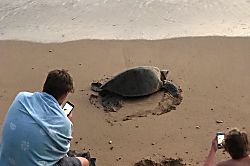 Hale Kamaole  BLDG 2 #116