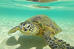 3br Villa at Lanihonua