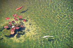 Papakea Beach Resort Unit C106