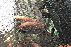 Sunny Villa Poipu Beach