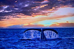 Brenneckes Beach House