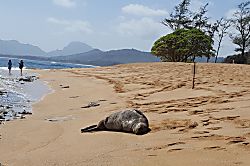 Islander on the Beach #348