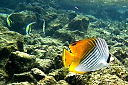 Kehena Treetop Bungalow