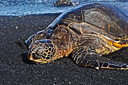 5 Star Black Sand Beach Condo