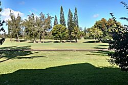 Turtle Bay Hale Lilly