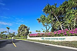 Turtle Bay Hale Lilly