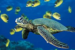 Napili Shores Resort H-167