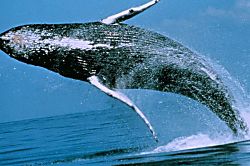 Napili Shores Resort I-269