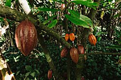 Hanalei Bay Classic Cottage