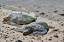 Keauhou Kona Surf & Racket Club Townhouse #4