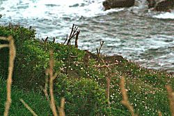 Kealia Landing House