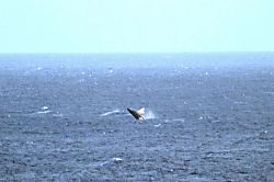 Kealia Landing House