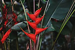 Prince Kuhio Studio 214