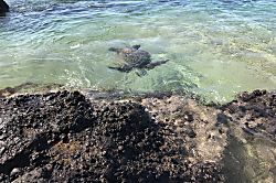 Pacific Shores #A-101