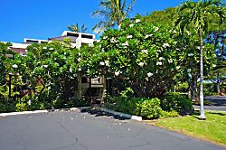 Mauna Lani Terrace K202