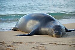 Waipouli Beach Resort B101