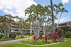 Maui Parkshore 302