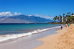 Maui Banyan Q-104
