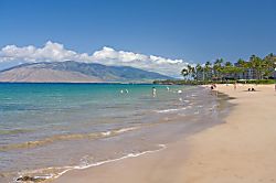 Maui Banyan Q-104