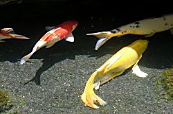 Sugar Beach Resort Condo