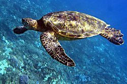 K-212, The Greens at Waikoloa 