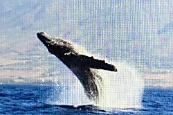 Poipu Home and Guest House