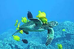 Hale Ama, Puako Hawaii