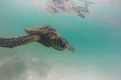 Shores at Waikoloa 106