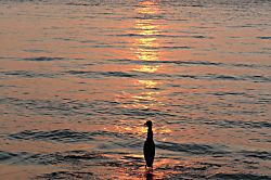 Shores at Waikoloa 106