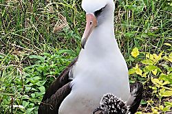 Green Turtle Hideaway