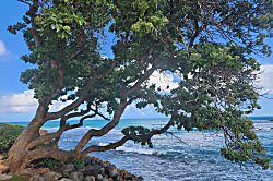 Green Turtle Hideaway