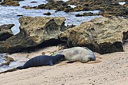 Green Turtle Hideaway