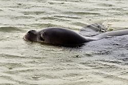 Green Turtle Hideaway