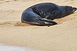 Green Turtle Hideaway