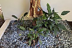 Mauna Lani Terrace H 102