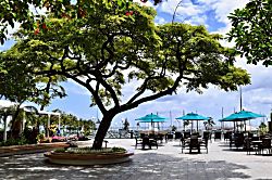 Ilikai Collection #1201